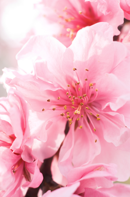 春の花桃